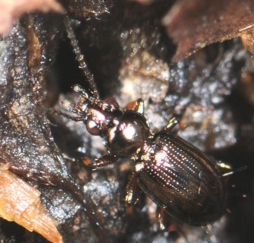 Réf. 29 625 : Bembidion lampros