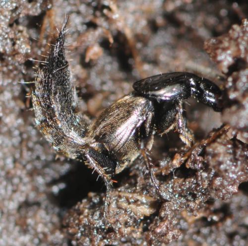 Réf. 29 626 : Quedius sp.