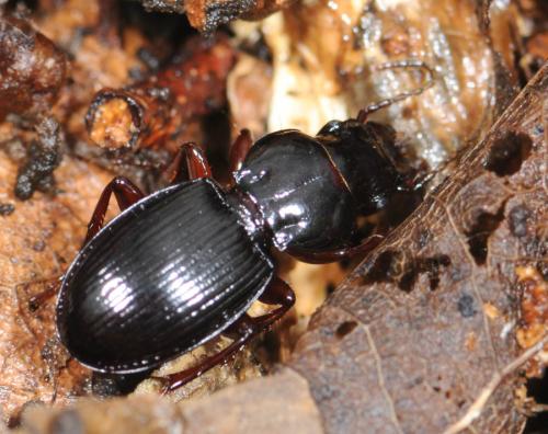 Réf. 29 630 : Molops piceus