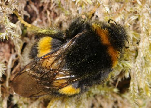 Bombus sp.
