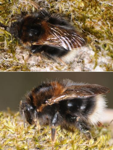 Bombus hypnorum