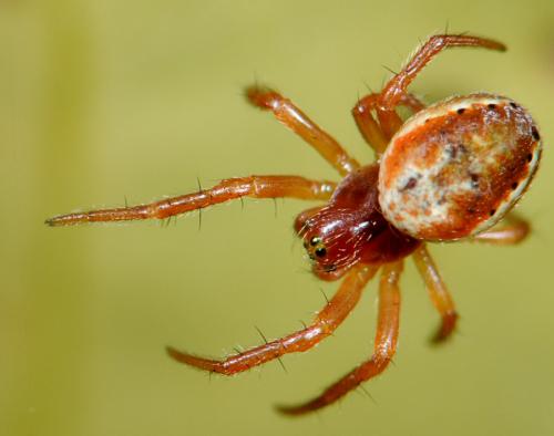 Araniella sp.