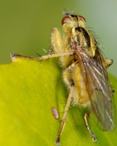 Scathophaga stercoraria