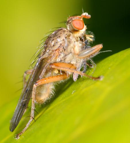 Scathophaga furcata
