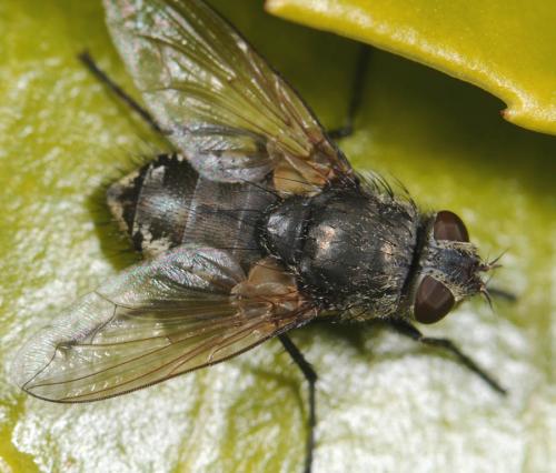 Pollenia sp.