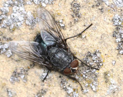 Calliphora vicina