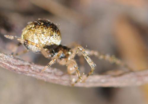Theridion sp.