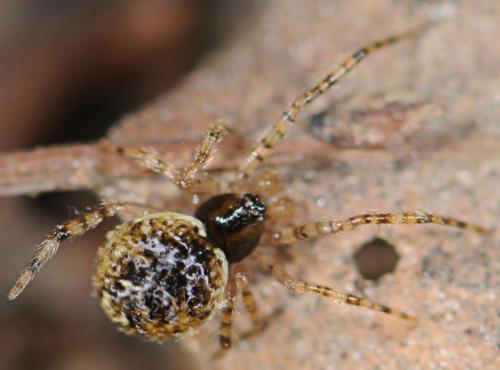 Theridion sp.