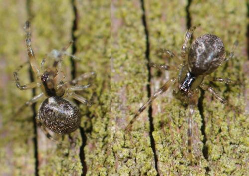 Réf. 29 837 : Anelosimus sp.