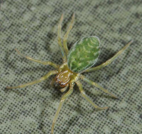 Nigma walckenaeri