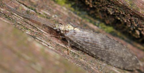 Hemerobius sp.