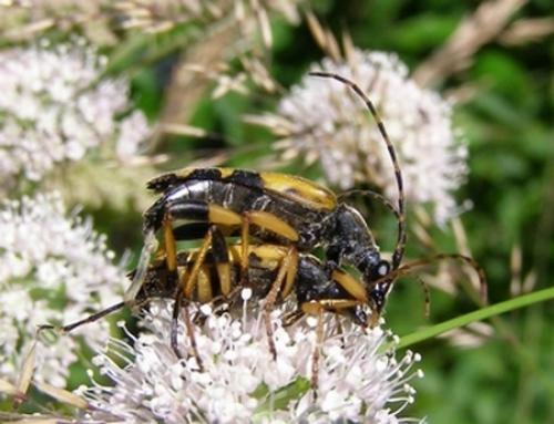 Rutpela maculata