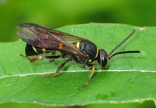 Argogorytes mystaceus