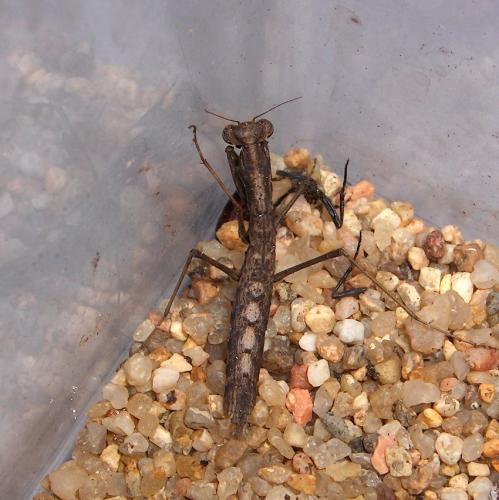 Réf. 29 560 : Geomantis larvoides