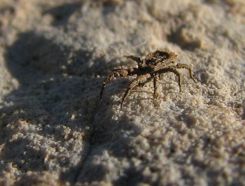 Réf. 29 041 : Allocaeculus catalanus