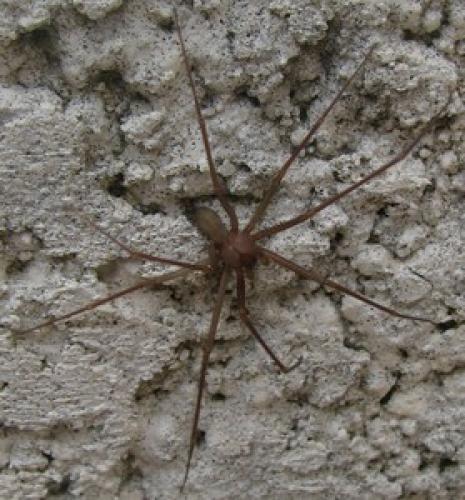 Réf. 29 313 : Loxosceles rufescens
