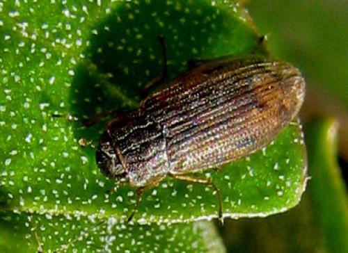 Helophorus sp.