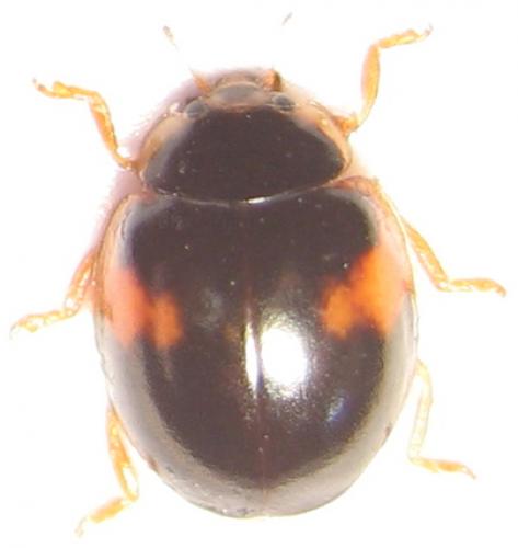 Réf. 29 553 : Adalia decempunctata