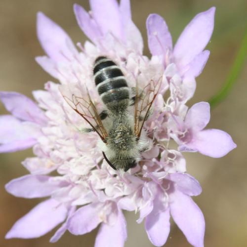 Dasypoda hirtipes
