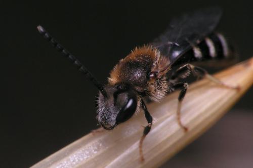 Lasioglossum sp.