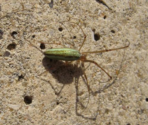 Tetragnatha sp.