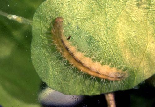 Réf. 29 351 : Parapoynx stratiotata