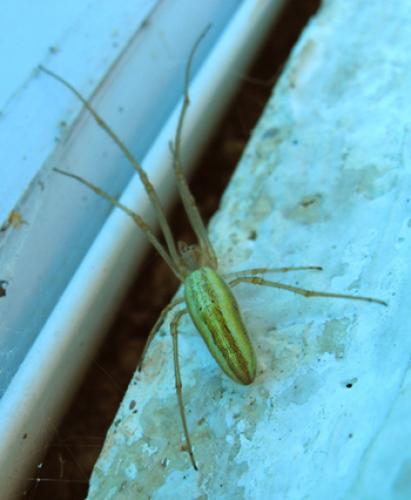 Tetragnatha sp.