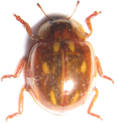 Myzia oblongoguttata