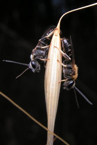 Lasioglossum sp.