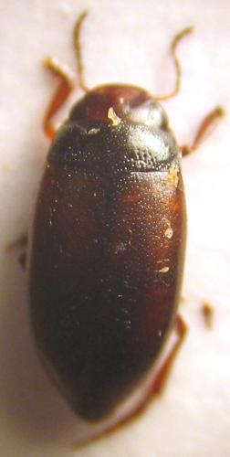 Hydroporus sp.