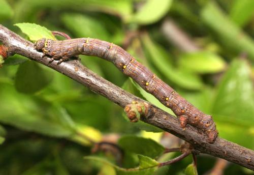 Lycia hirtaria