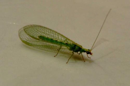 Chrysoperla lucasina
