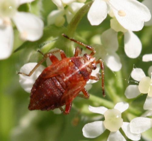 Stictopleurus sp.