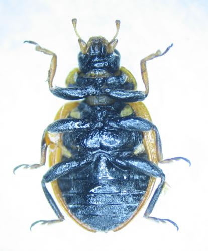 Hippodamia variegata