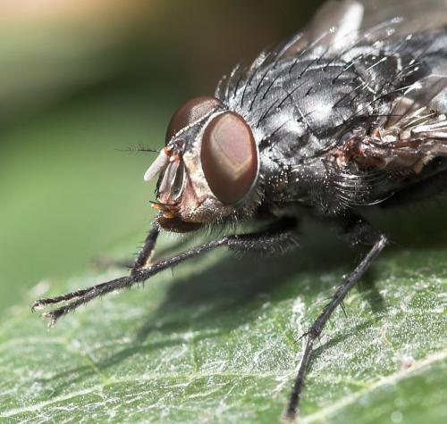 Réf. 29 254 : Calliphora vicina