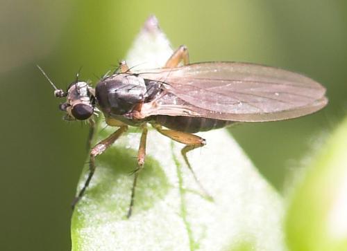 Réf. 29 253 : Lonchoptera sp.