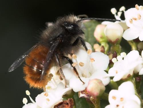 Osmia cornuta