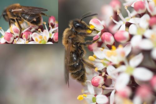 Andrena sp.