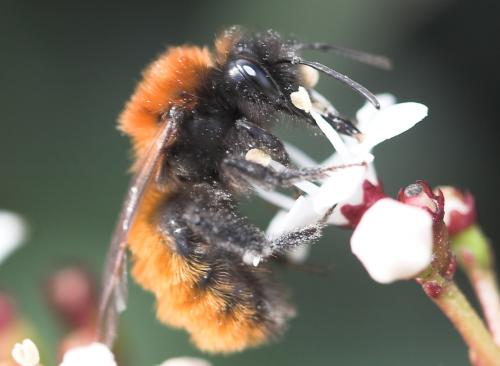 Andrena fulva