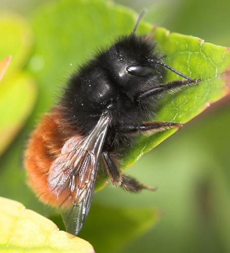 Osmia cornuta