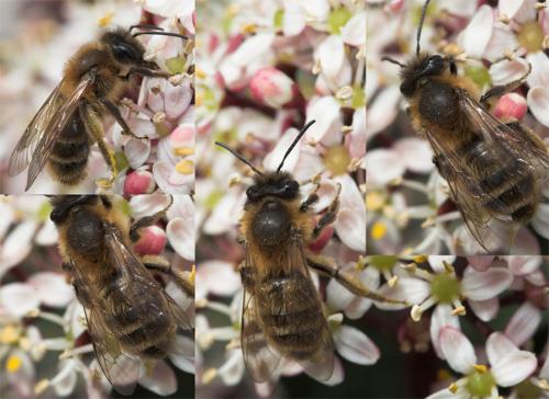 Andrena sp.