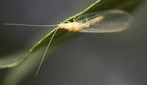 Chrysoperla sp.