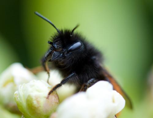 Osmia cornuta
