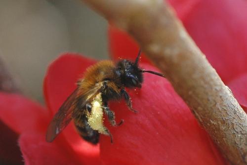 Andrena bicolor