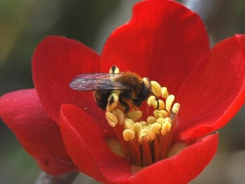 Andrena bicolor