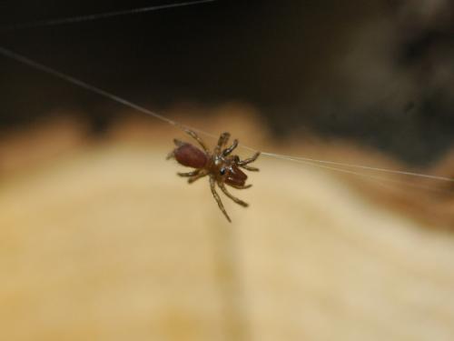 Atypus sp.
