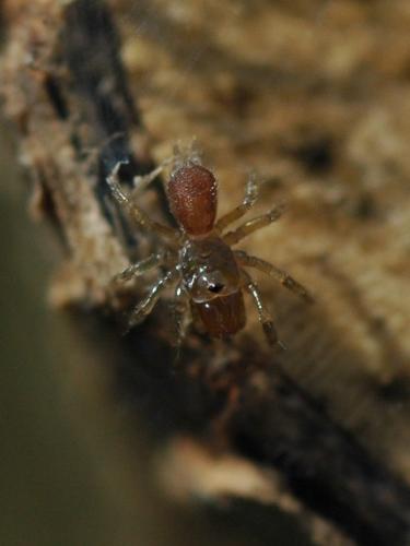 Atypus sp.