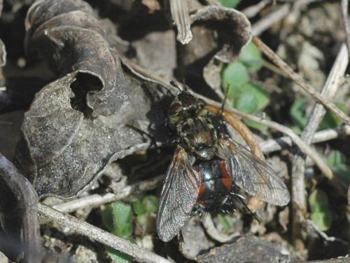 Peleteria meridionalis