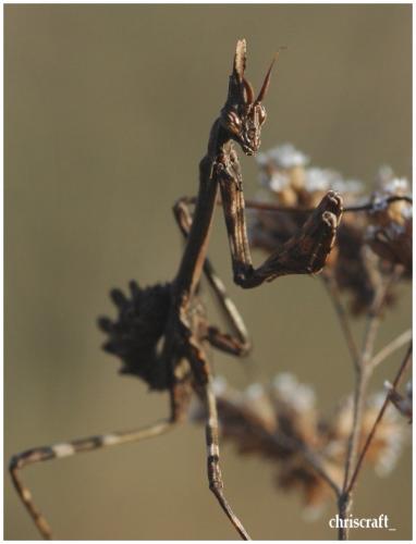 Réf. 29 371 : Empusa pennata