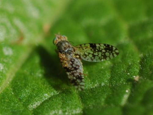 Réf. 29 841 : Tephritis matricariae